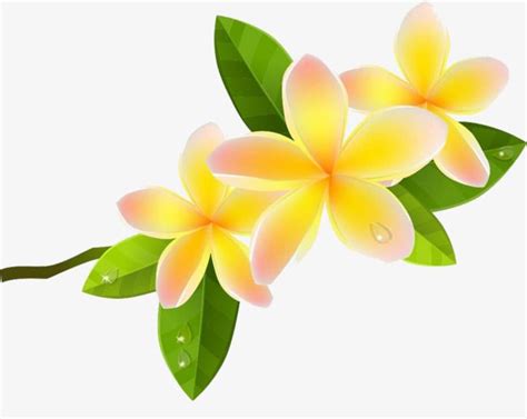 Plumeria Clipart Transparent Background, Cartoon Plumeria Picture Material, Cartoon Clipart ...