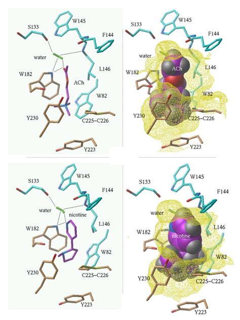 Structural model of nicotinic acetylcholine receptor isotypes bound to ...