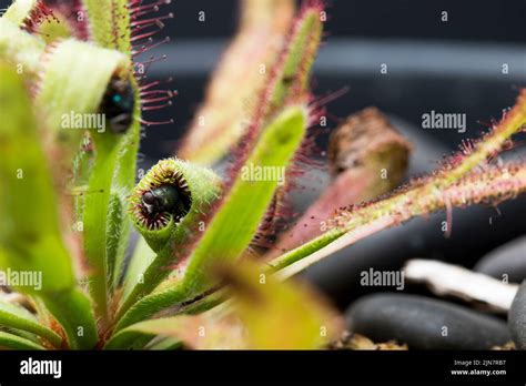 Fly caught in sundew plant leaves. Tentacles of carnivorous plant with captured prey Stock Photo ...