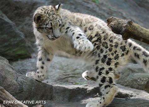 Snow leopard cub playing! | Flickr - Photo Sharing!