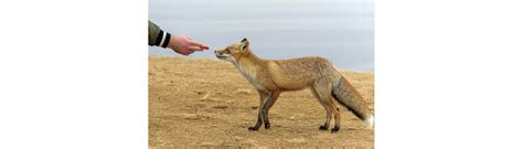 Feeding foxes - What Do Foxes Eat? And More Fox Facts