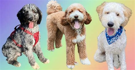 13 Incredible Goldendoodle Colors You Never Knew Existed!