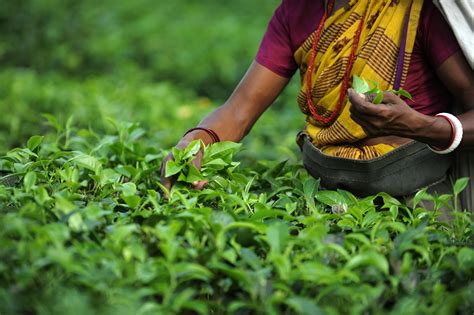 INDIA-ECONOMY-TEA INDUSTRY – FAB News