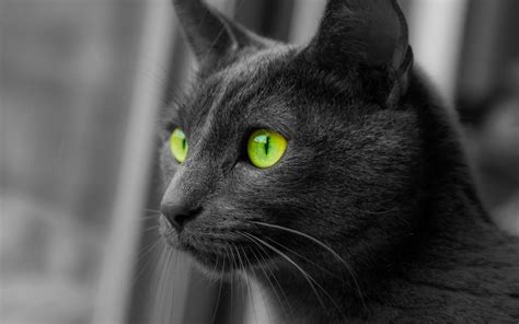Black cat, cat, animals, monochrome, selective coloring HD wallpaper | Wallpaper Flare