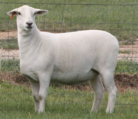 Australian White Sheep Breeders Association - Breed Standards