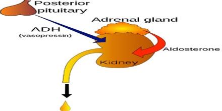 ADH: Antidiuretic Hormone - Assignment Point