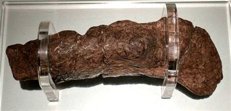 Largest known human poop is 20cm long and belongs to a 9th century viking - Dimplify