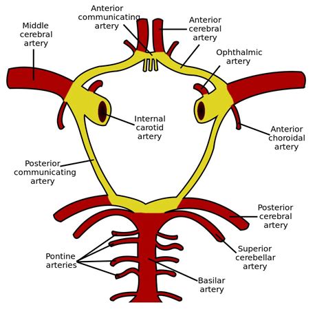 Arterial Supply to the Brain - Carotid - Vertebral - TeachMeAnatomy