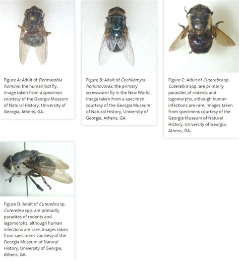 Botflies - Encyclopedia of Arkansas