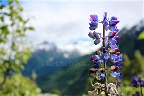 Alaska Purple Lupine Wildflowers Kenai Mountains Exit Glacier Summer ...