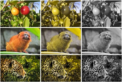 Frontiers | The Genetic and Evolutionary Drives behind Primate Color Vision