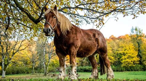 Ardennes Horse Facts And Information - Breed Profile - AHF