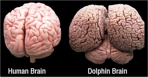 dolphin brain vs human brain - Sök på Google | Human brain, Brain size ...