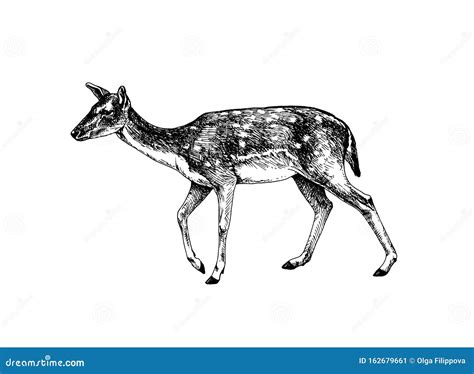 Fallow deer doe hatched stock vector. Illustration of spots - 162679661