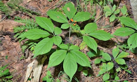 American Ginseng vs Korean Ginseng: 5 Key Differences - A-Z Animals