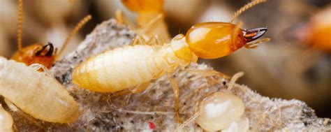 Pest Control Services - Formosan Termites | Ledford's Pest Control