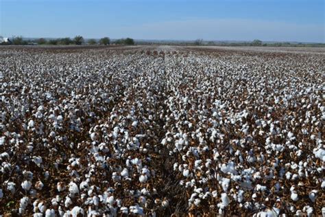 Oklahoma Farm Report - U.S., Australian Cotton Industries EscalatingCommitment to Responsibly ...