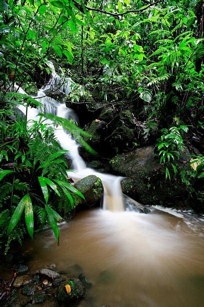 340+ Dominica Waterfalls Stock Photos, Pictures & Royalty-Free Images - iStock