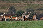 Free picture: red, deer, female