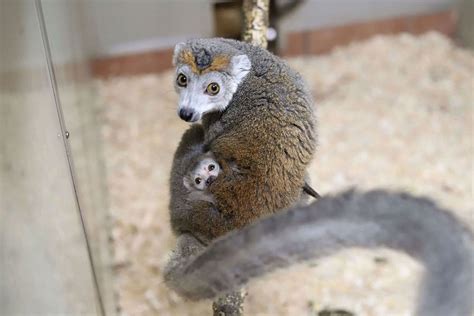 Zoo welcomes crowned lemur baby - Newquay Zoo