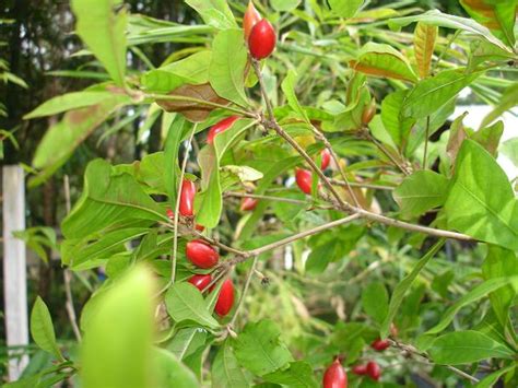 Synsepalum dulcificum - Randy's Tropical Plants