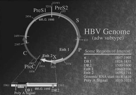 Hepatitis B virus genome. Adapted | Download Scientific Diagram