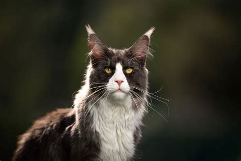 Tuxedo Maine Coon: Origin, Facts & Price [With Photos] - MaineCoon.org