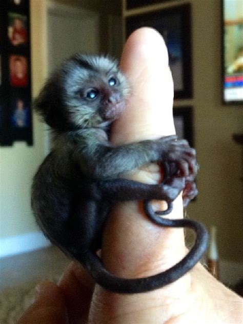 Finger Monkey Pet Price : De 25+ bedste idéer inden for Monkeys for sale på Pinterest : Finger ...