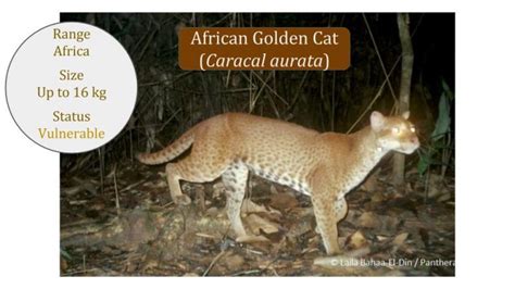 African Golden Cat (Caracal aurata) Classification