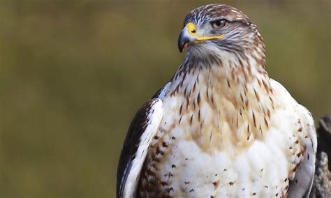 Ferruginous Hawk: Animals of North America - WorldAtlas