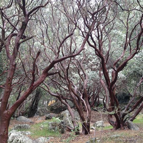 The Manzanita Miracle, or, why you should love native plants if you ...