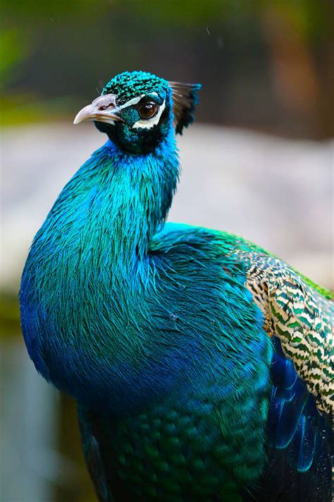 Peacock Colours by cobaltsennheiser on DeviantArt