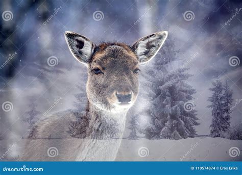 Deer in it`s habitat stock photo. Image of environment - 110574874