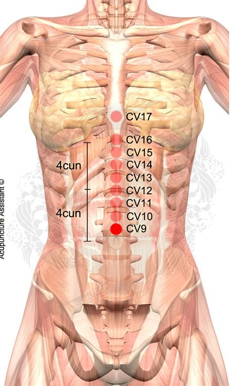 Navel Anatomy Diagram