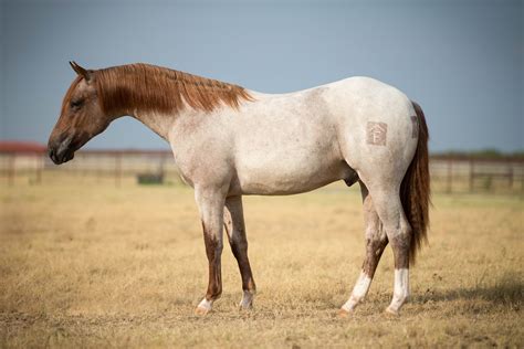 Absolutely gorgeous stallion by METALLIC CAT!