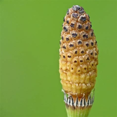 Horsetail Strobilus | I love these tiny strobili that you fi… | Flickr - Photo Sharing!