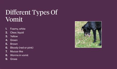Types Of Dog Vomit: What Does The Color Mean? | Dutch