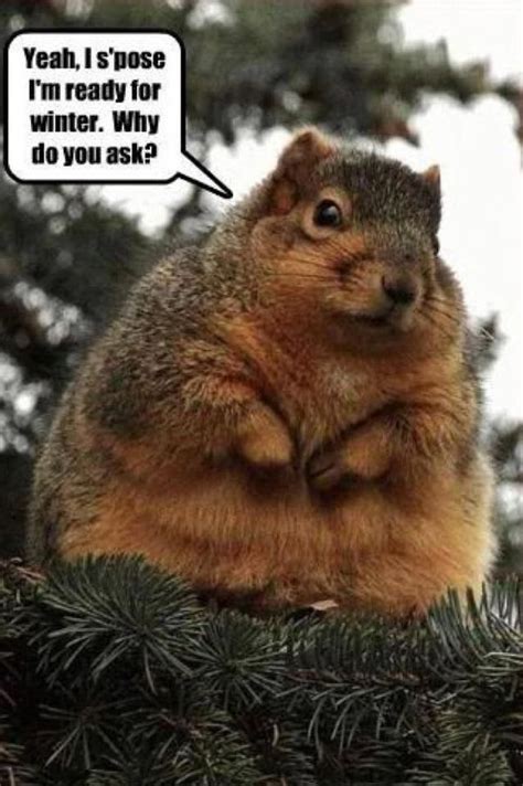 Squirrel Meme - Funny Squirrel Pictures