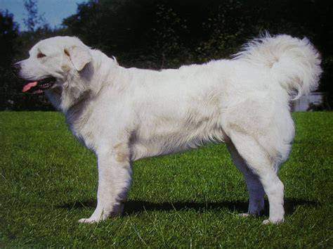 Polish Tatra Sheepdog - Temperament, Lifespan, Shedding, Puppy