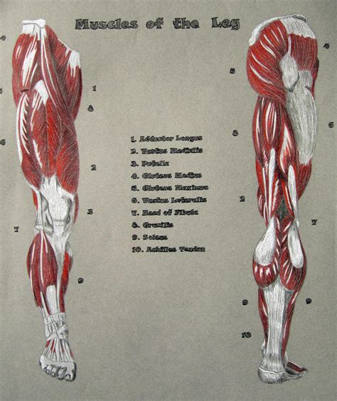 Muscles of the Leg by Ahnen on DeviantArt