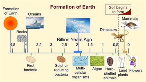 Multicellular - Definition & Examples of Multicellular Organisms