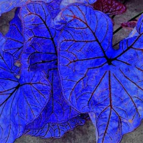 Blue Caladium Dwarf Elephant Ear Ornamental Plant Seeds, 200 PCS Seeds ...