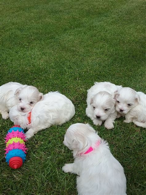 Pure Breed Maltese Puppies For Sale +1(337) 603-0249: maltese puppies ...