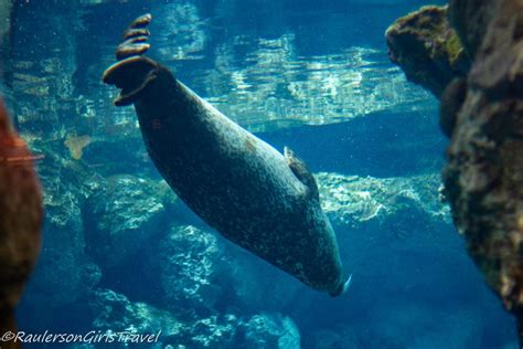 Under the Sea at the Aquarium of Genoa - RaulersonGirlsTravel