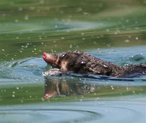 Swimming mole? | Great pictures, Mole, Wildlife