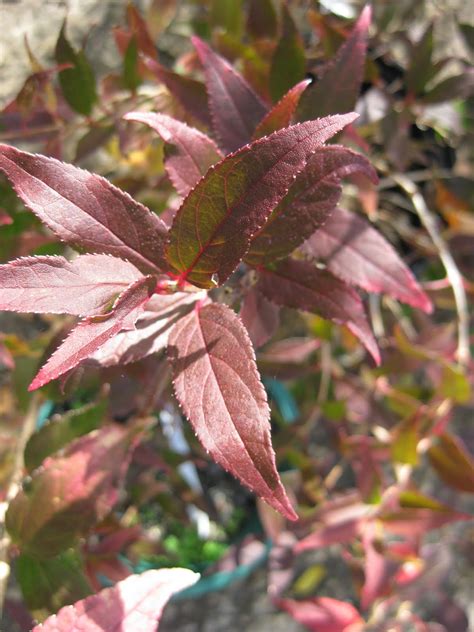 Victoria Gardens: Fab, Fab, Fall Foliage: Deutzia gracilis 'Duncan' (Chardonnay Pearls)