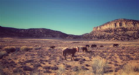 Horses on the Navajo Reservation : r/NewMexico