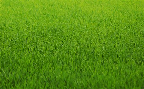 green-nature-grass-fields-lawn-HD-Wallpapers - Ramblings Of An Asparagus