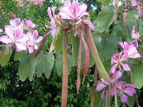 Pata de Vaca (Bauhinia forficata) - Pró Saúde Viva