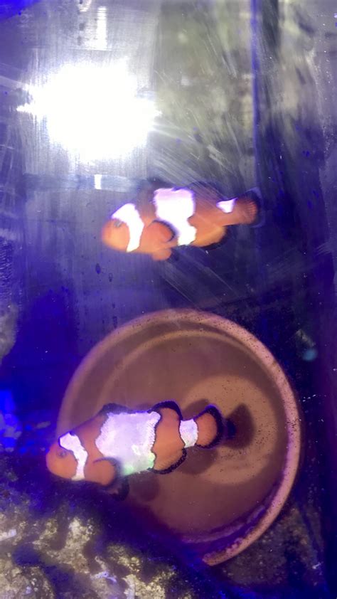 Clownfish Breeding Journal | Reef2Reef